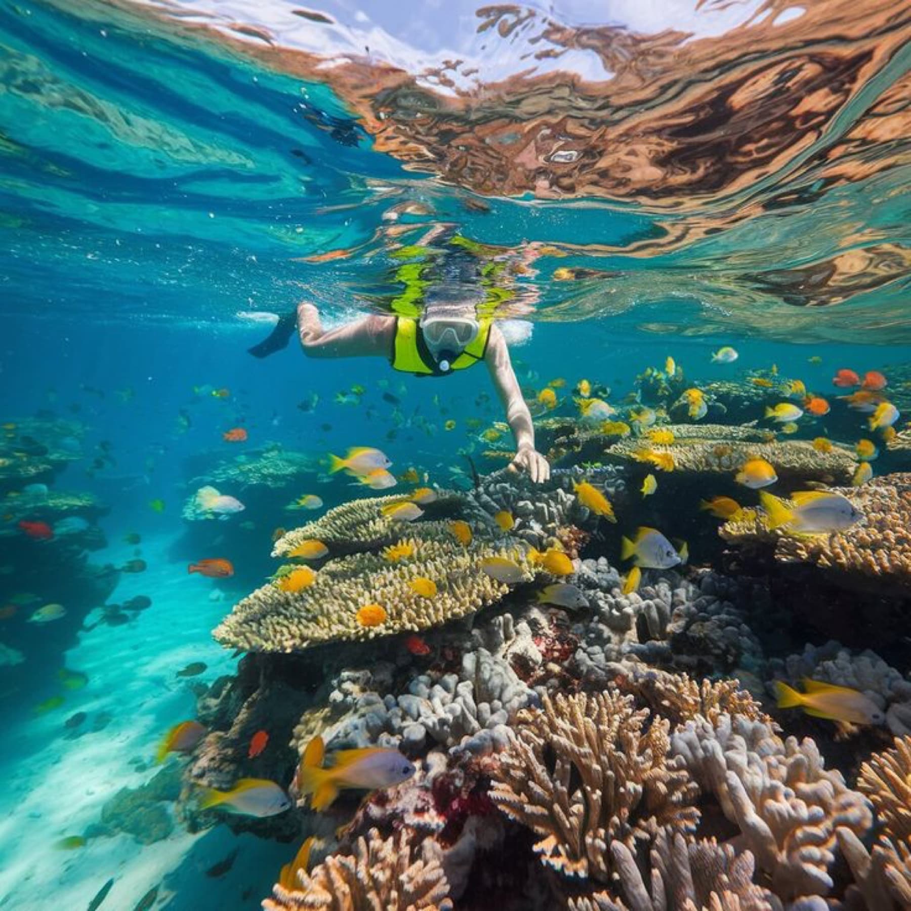 Snorkeller exploring a colourful Red Sea reef near Sharm El Sheikh